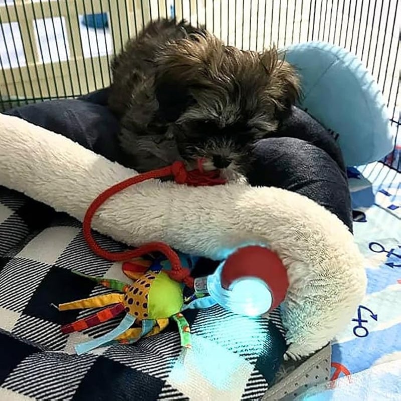 🎊Buy 2 Get 20% OFF🐱🐶Smart Automatic Rolling Pet Ball - Image 10